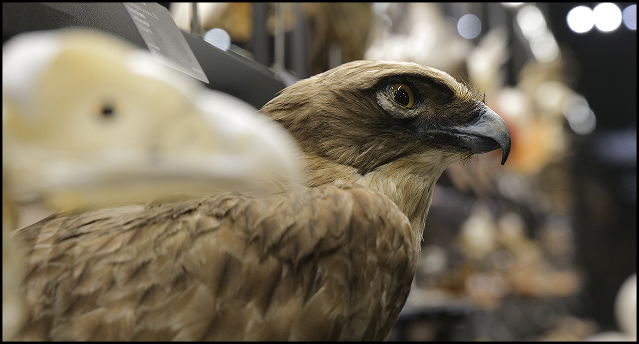 Sigma 90mm ƒ/2.8 DG DN Contemporary Eagle