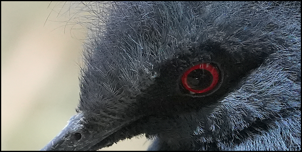 Sony A7 IV Bird 1 Detail