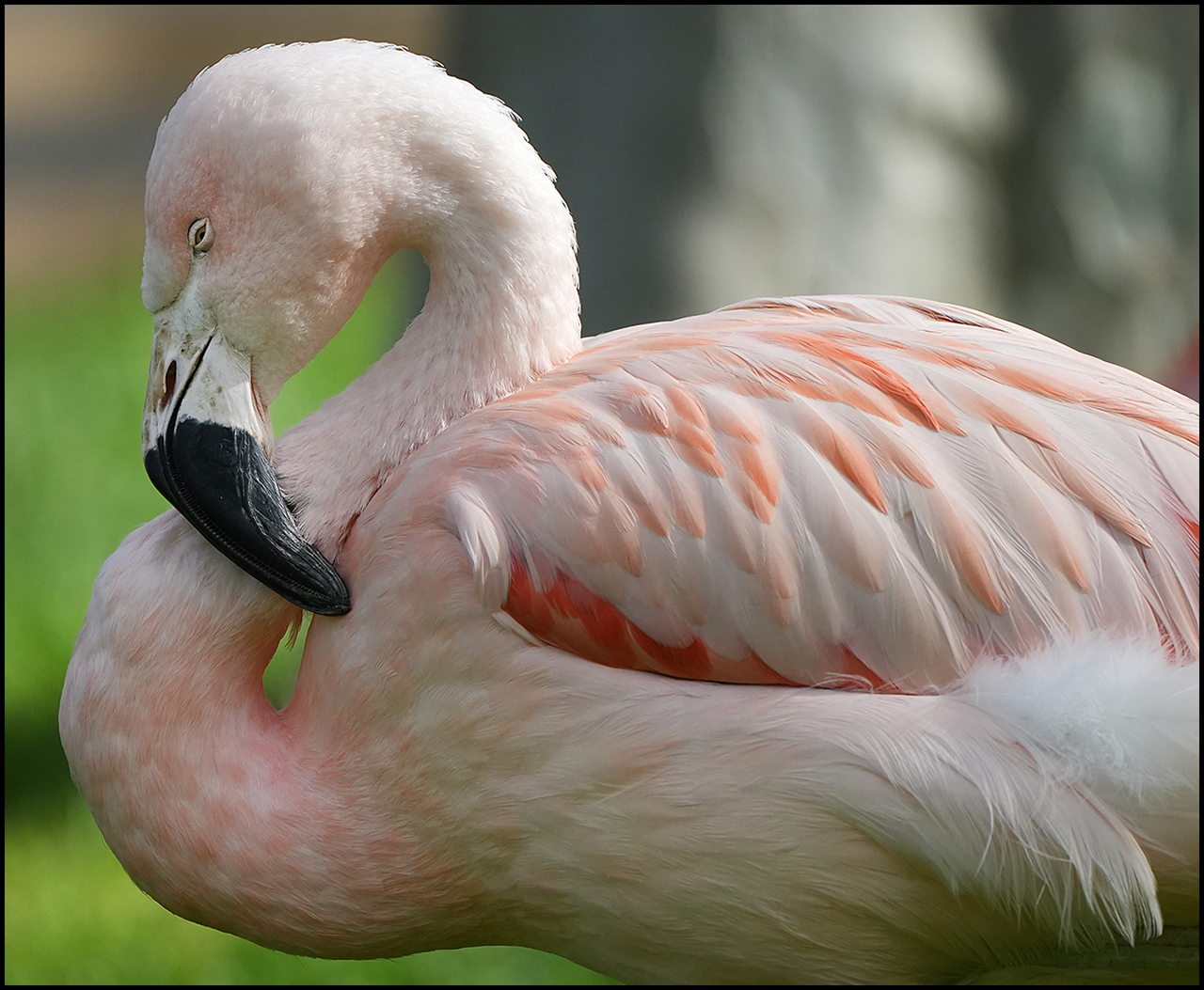 Sony A7 IV Flamingo