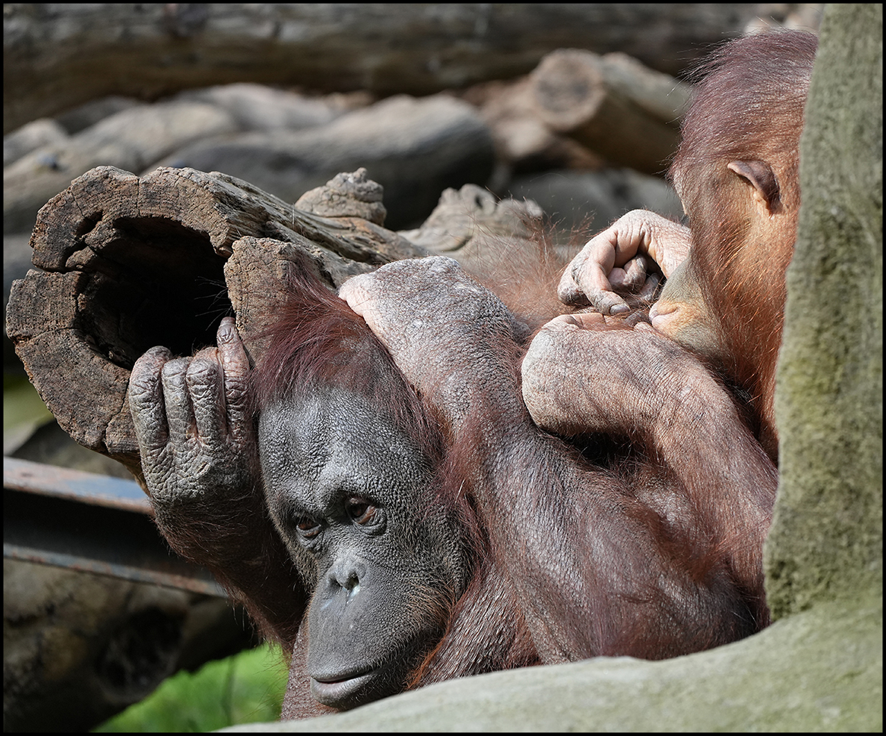Sony A7 IV Orangutan