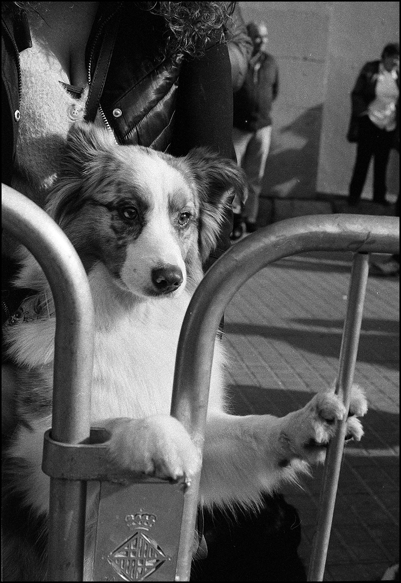 Leica M6 Dog