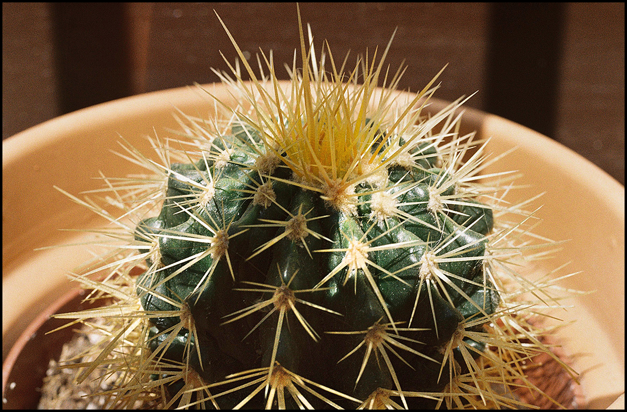 Kodak Pro Image 100 Cactus