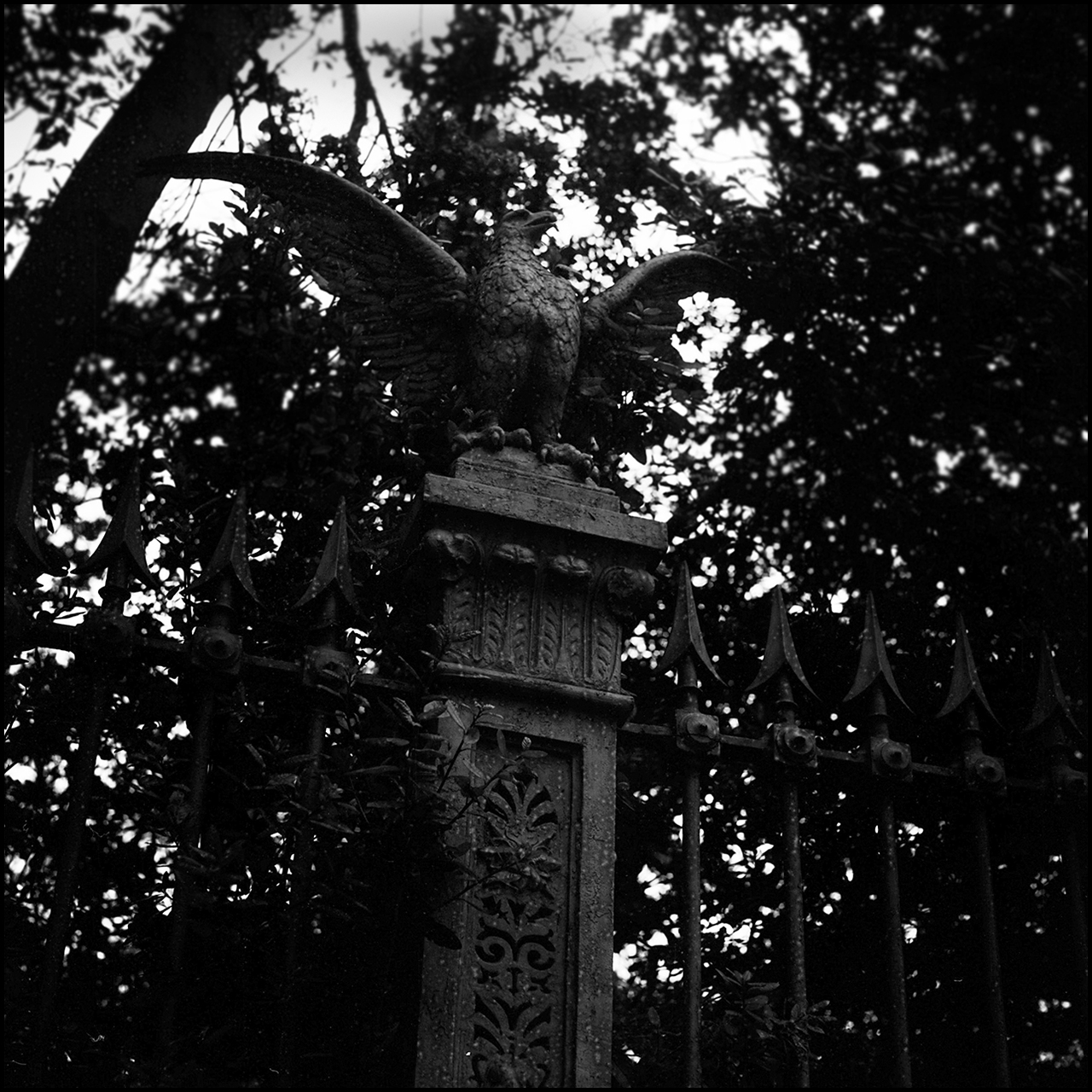 Film Washi "E" Águila