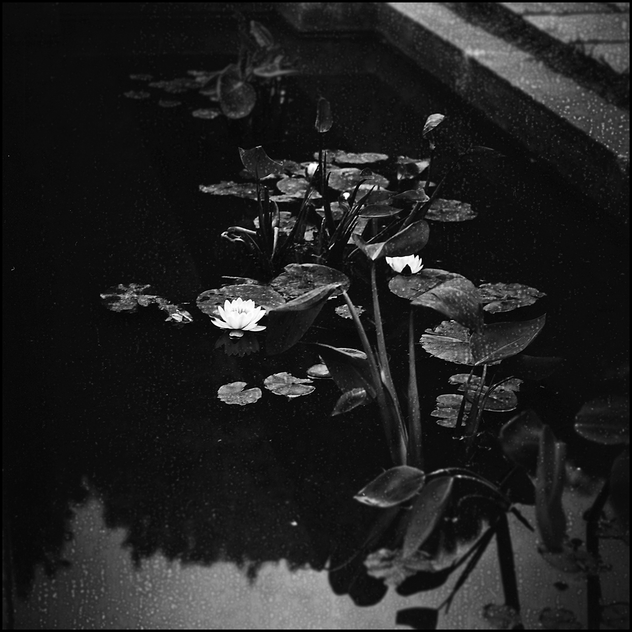 Film Washi "E" Nenúfar