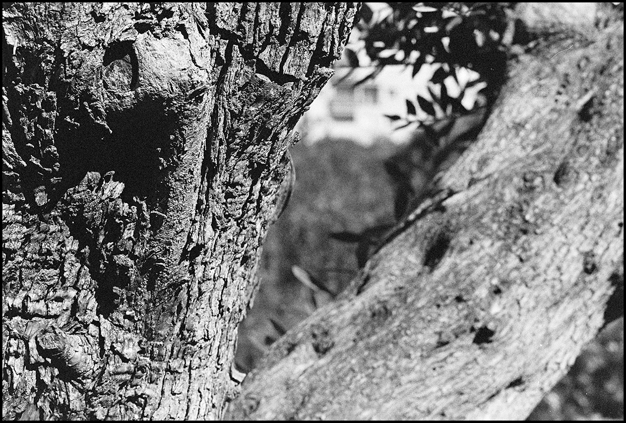 Lucky SHD 400 Texturas