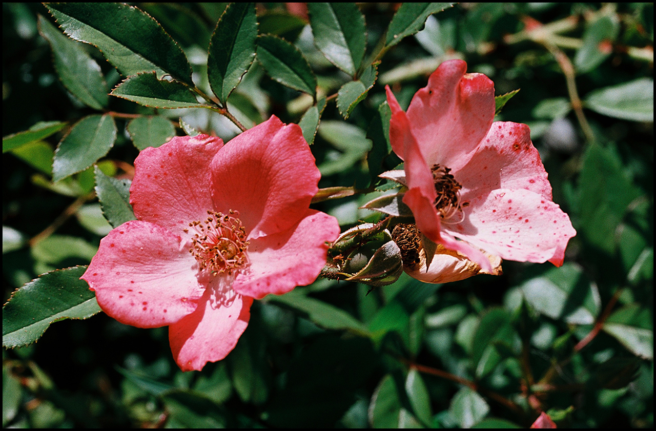 One hundred 100 ColorFilm Rosa