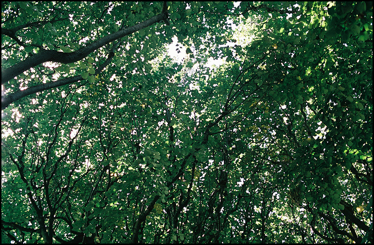 One hundred 100 ColorFilm Verde