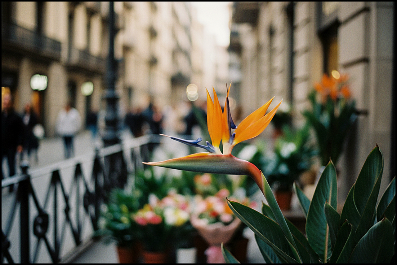 Kodak Portra 800 Subexposición