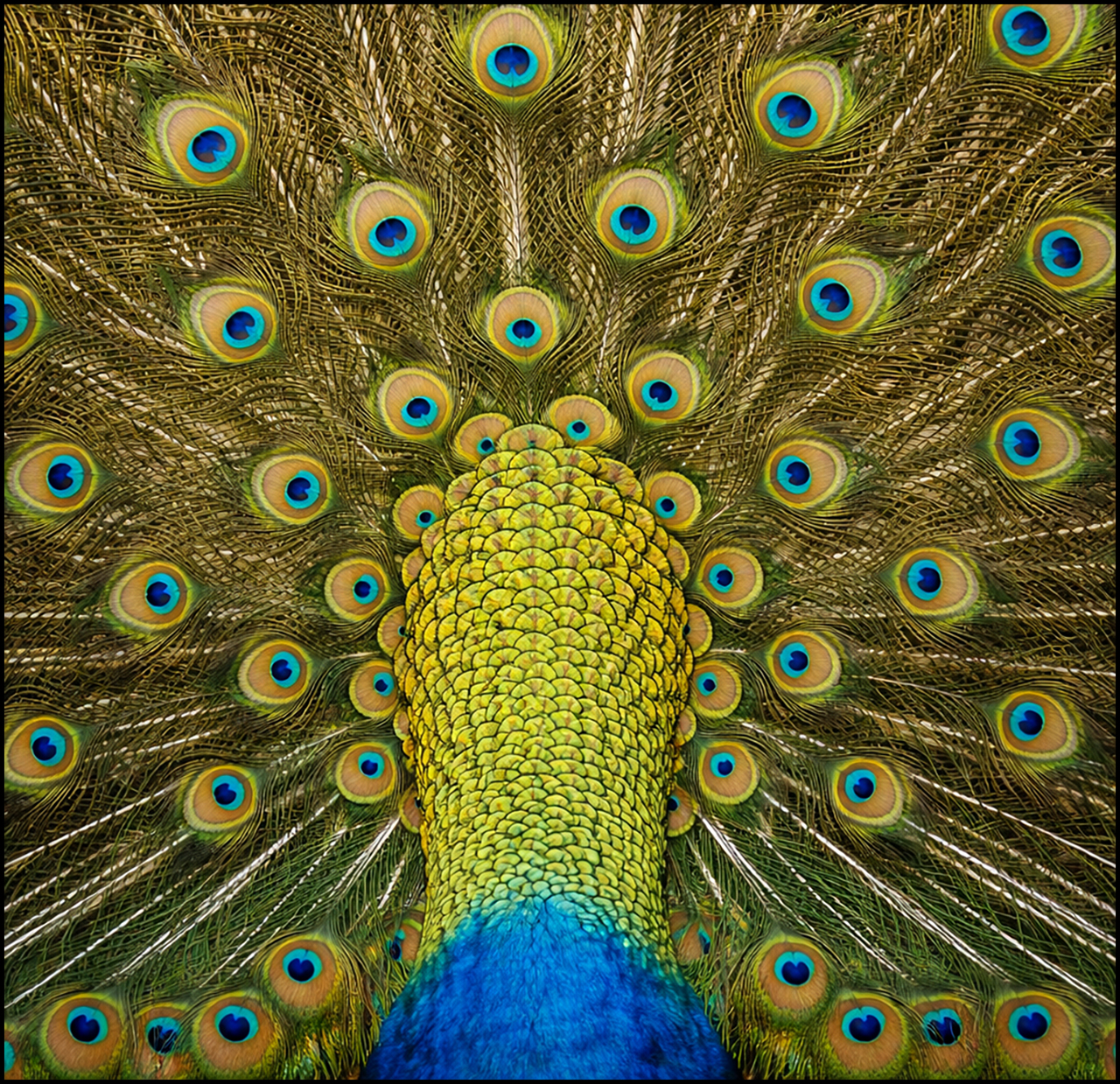 Kodak Portra 800 Pavo Real