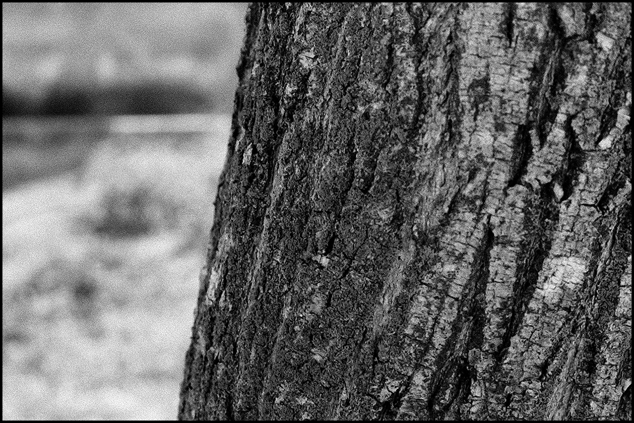 Lucky SHD 100 Corteza