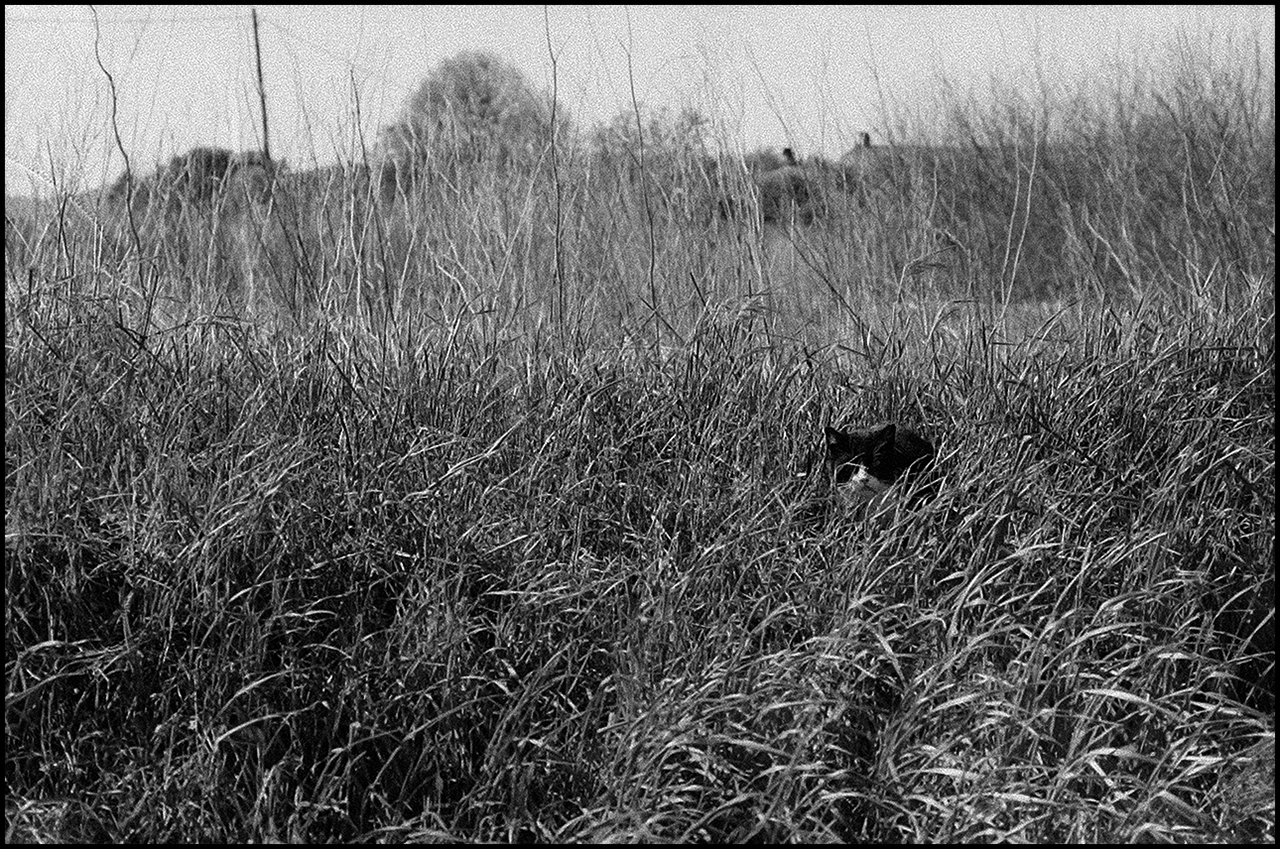 Lucky SHD 100 Gato