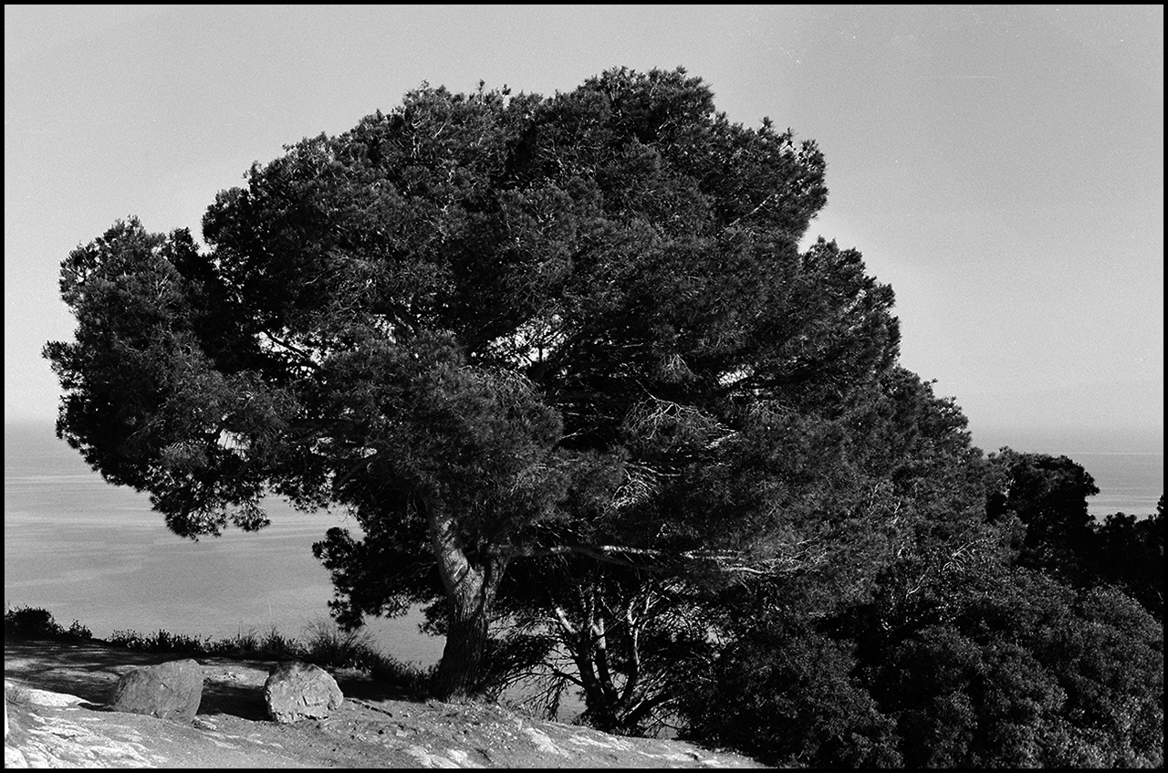 ADOX XT-3 Pino