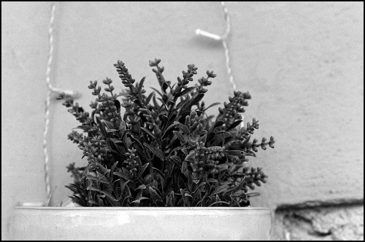 ADOX XT-3 Plantita