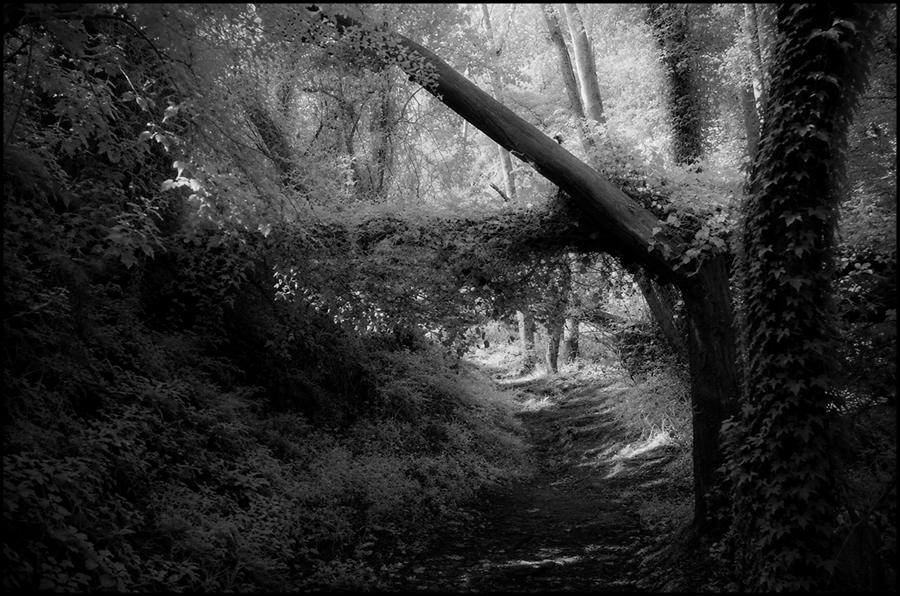 Ilford SFX 200 Bosc