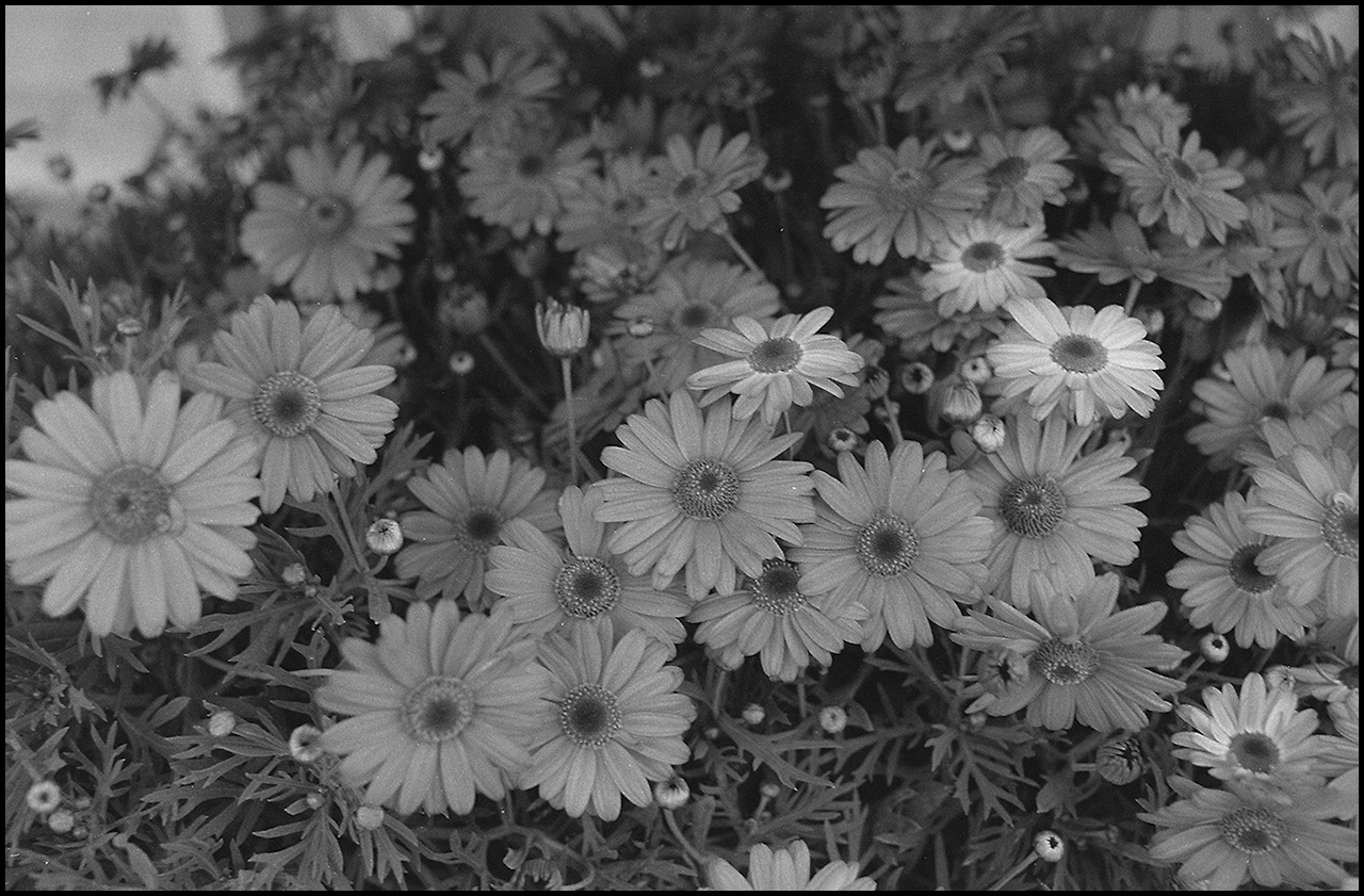 Shanghai GP3 100 Contraste