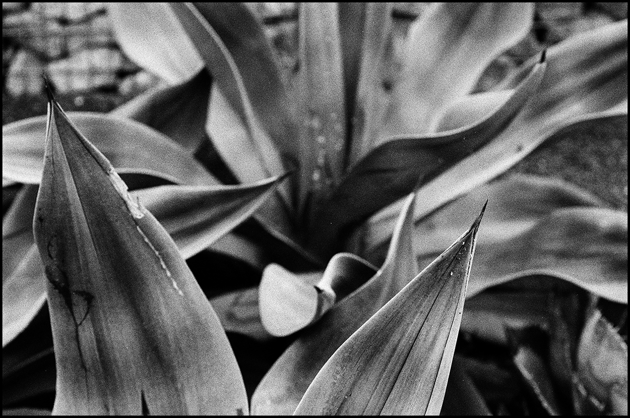 Nikkor 50mm ƒ/1.4 Ai-s Cactus 2