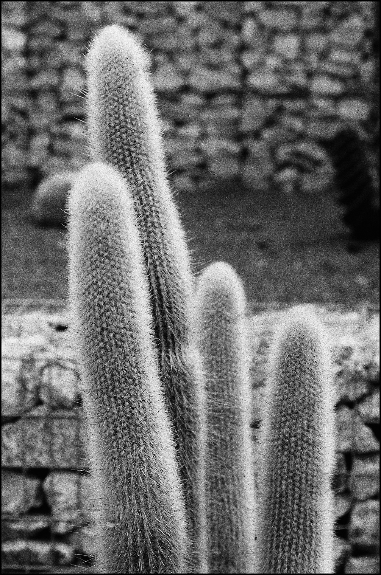 Nikkor 50mm ƒ/1.4 Ai-s Cactus 5