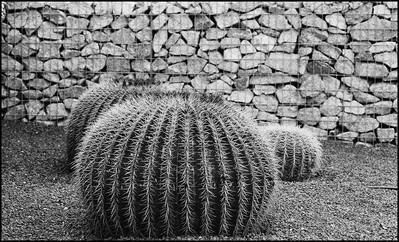Nikkor 50mm ƒ/1.4 Ai-s Cactus 4