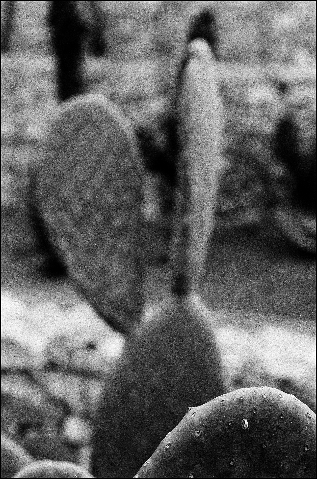 Revisión de Rollei RPX 100 Nopal