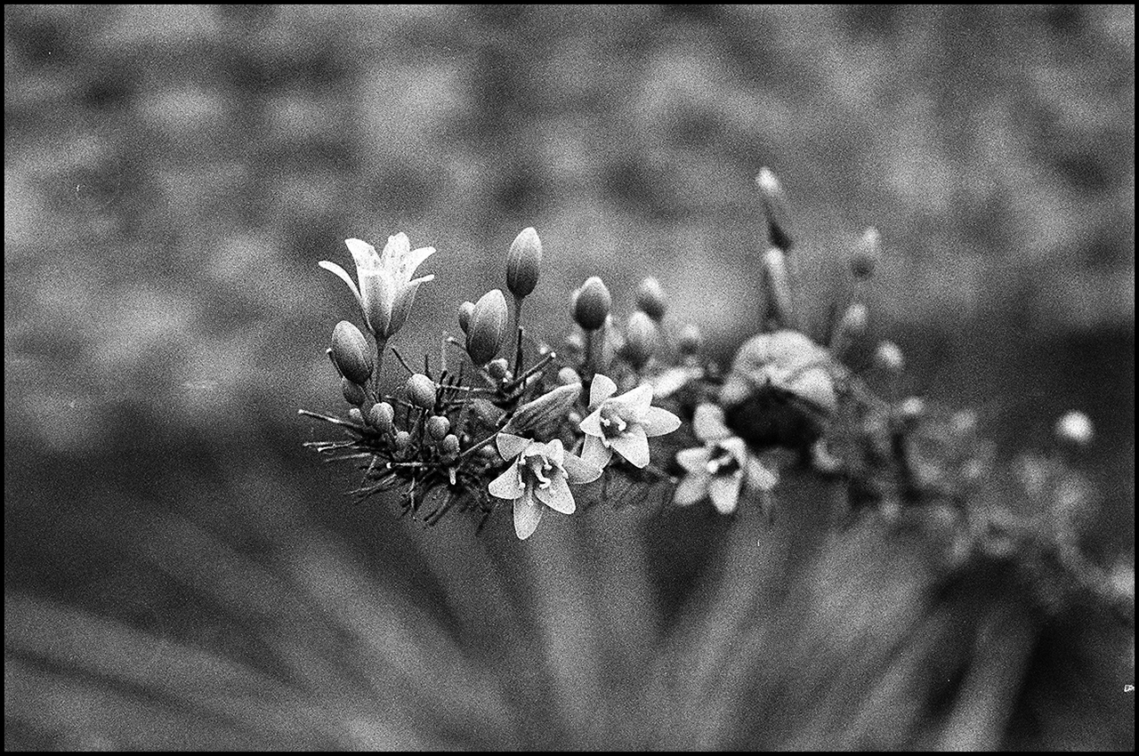 Revisión de Rollei RPX 100 Flor
