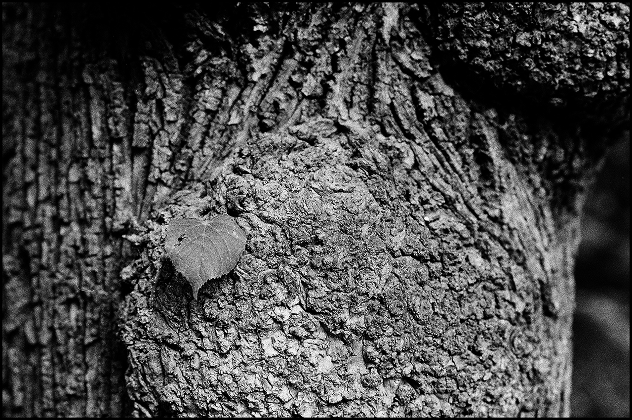 Revisión de Rollei RPX 100 Madera