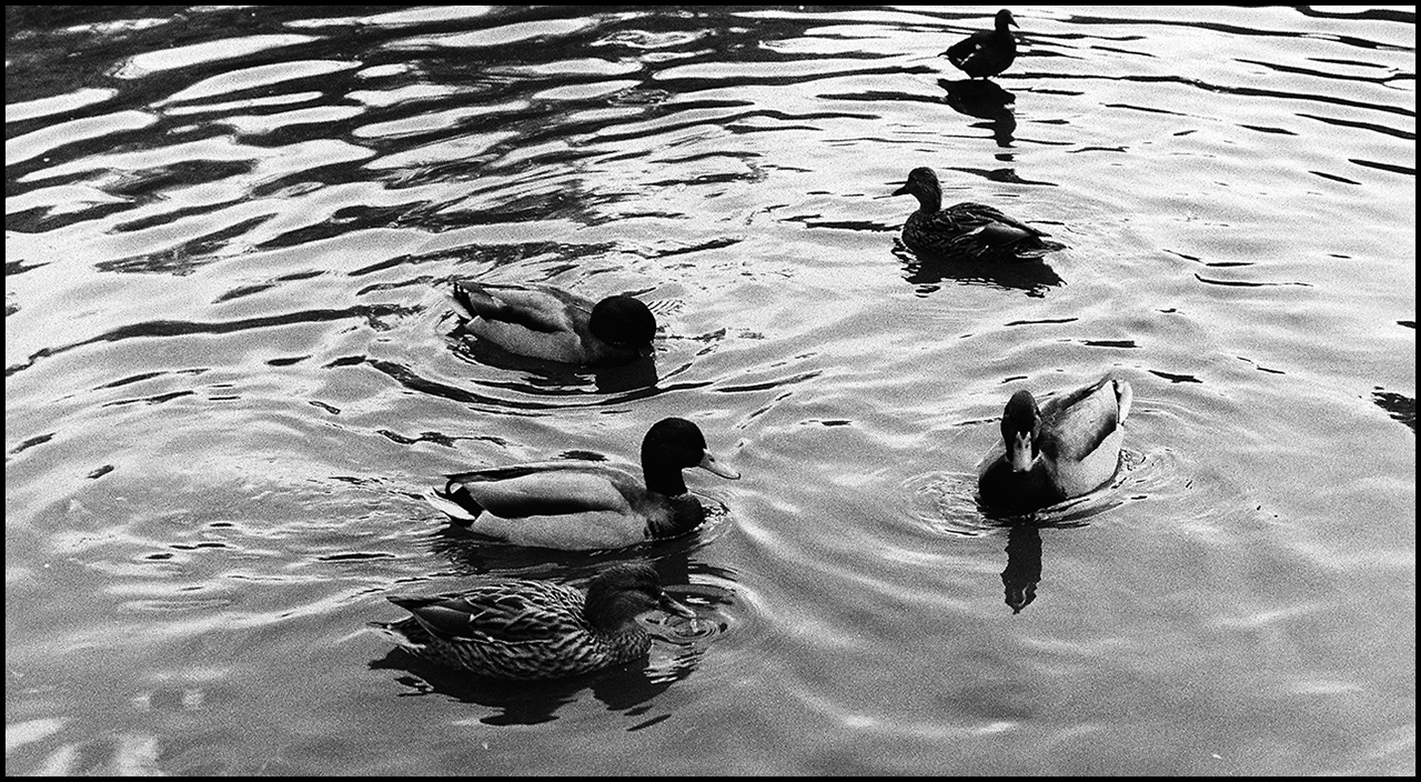 Revisión de Rollei RPX 100 Patos 1
