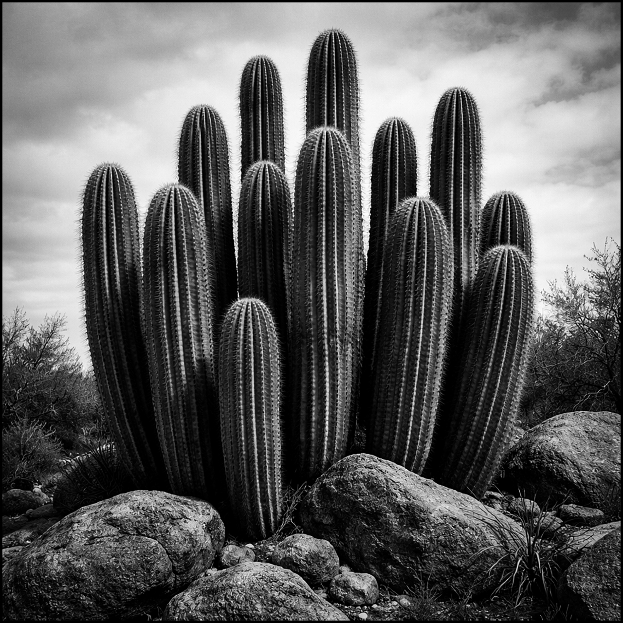 Rollei Ortho 25 plus Saguaros