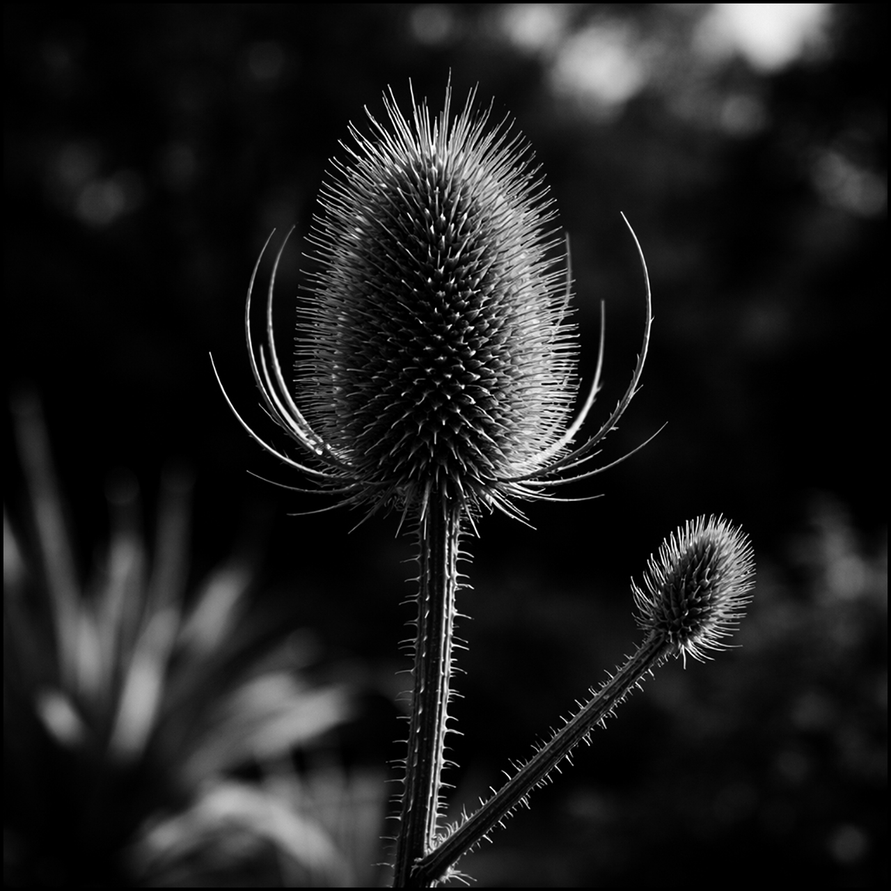 Rollei Ortho 25 plus Cardencha