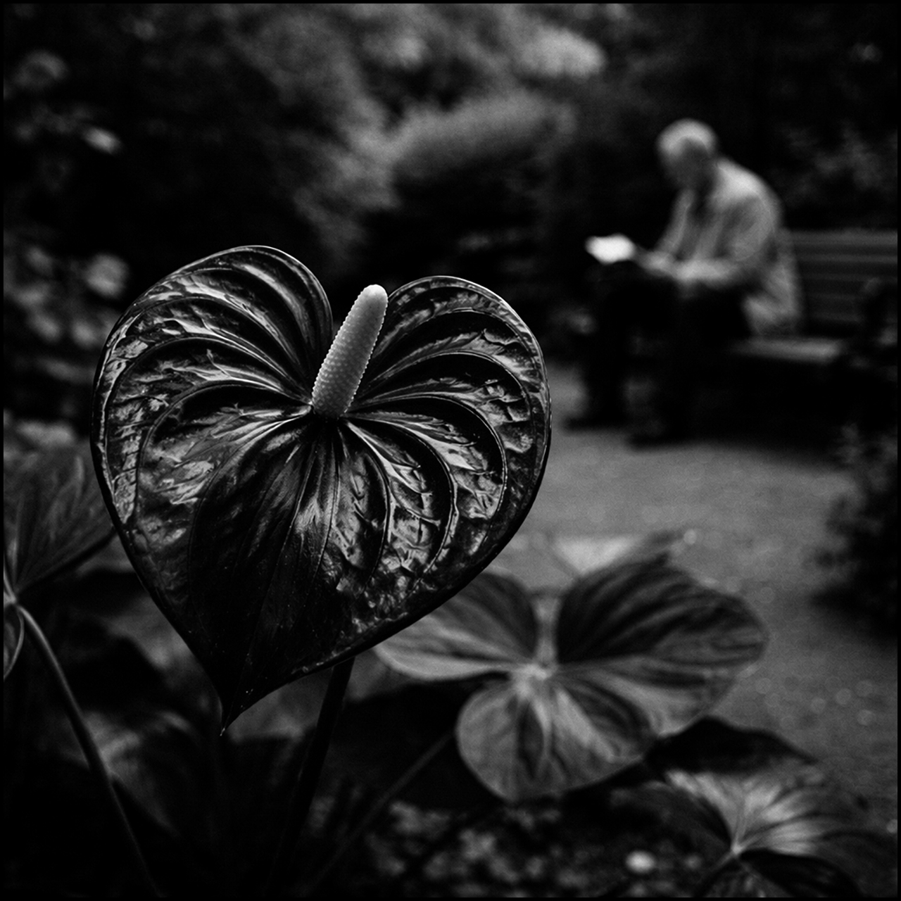Rollei Ortho 25 plus Anthurium
