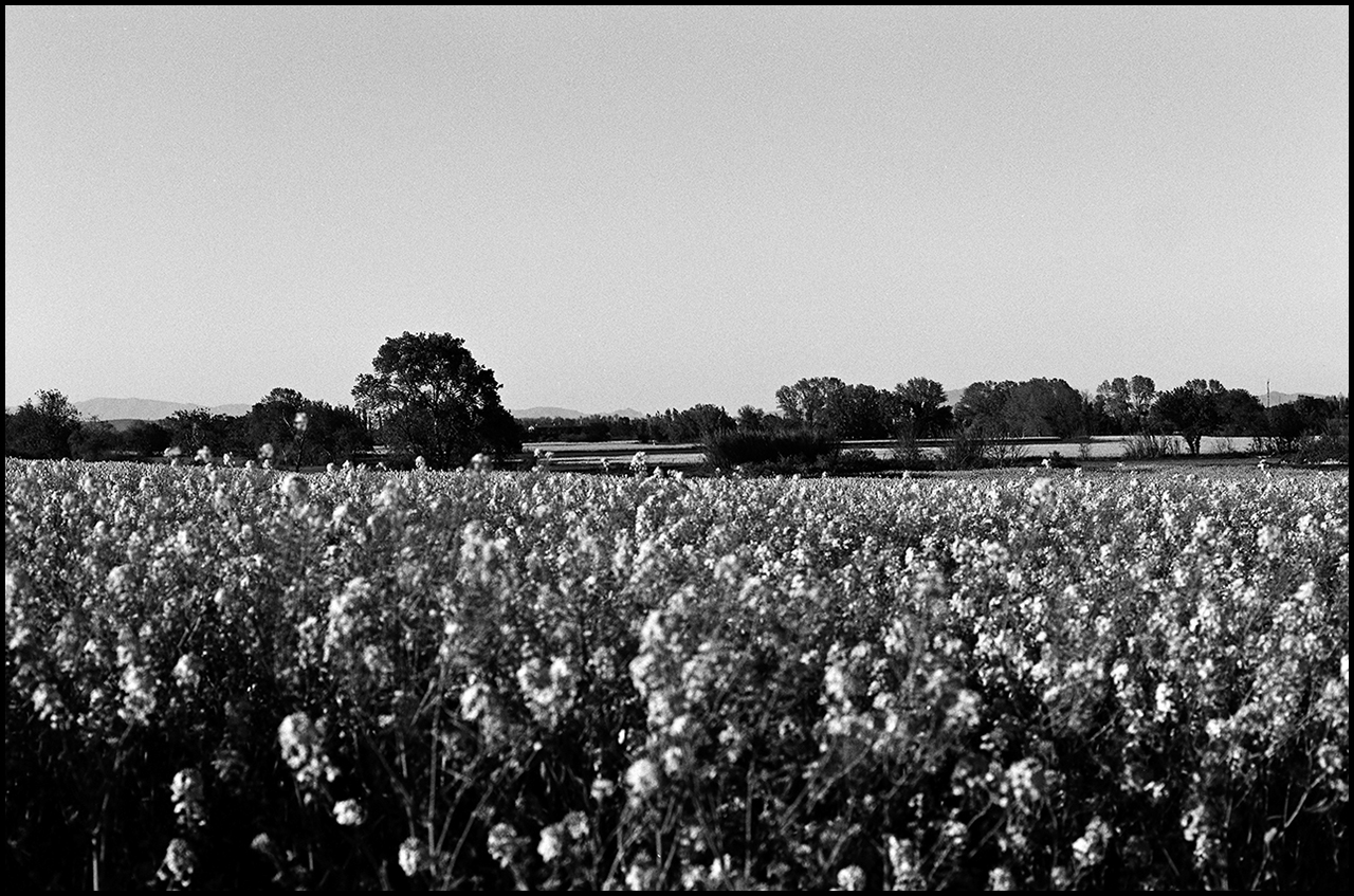 Rollei RPX 25 Camp