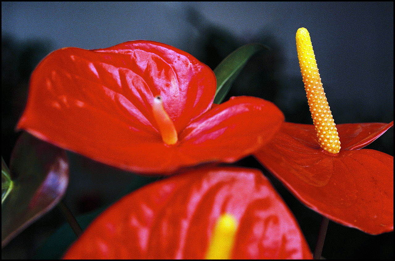 My Heart 400 Anthurium