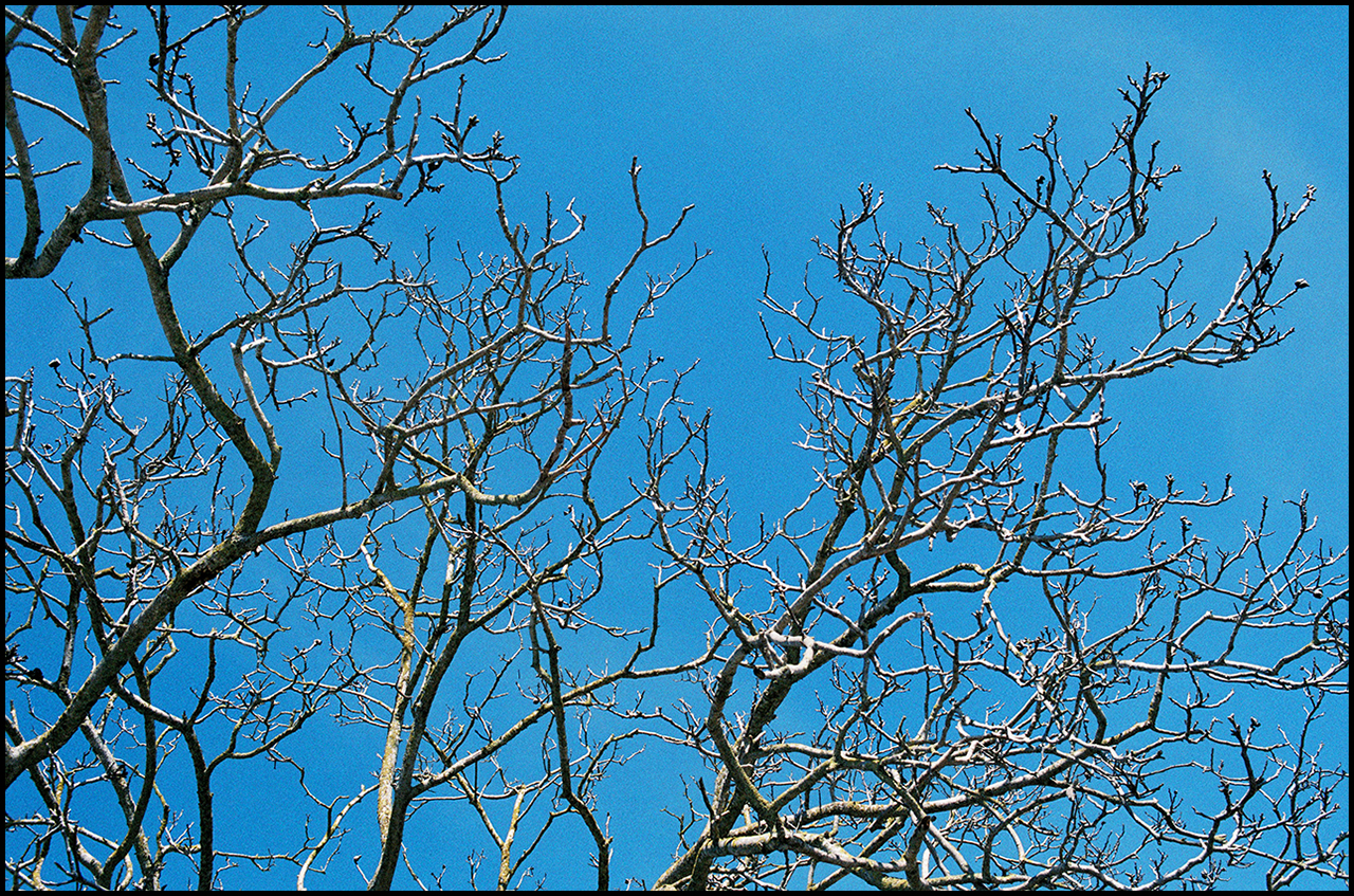 Contax T3 Ramas