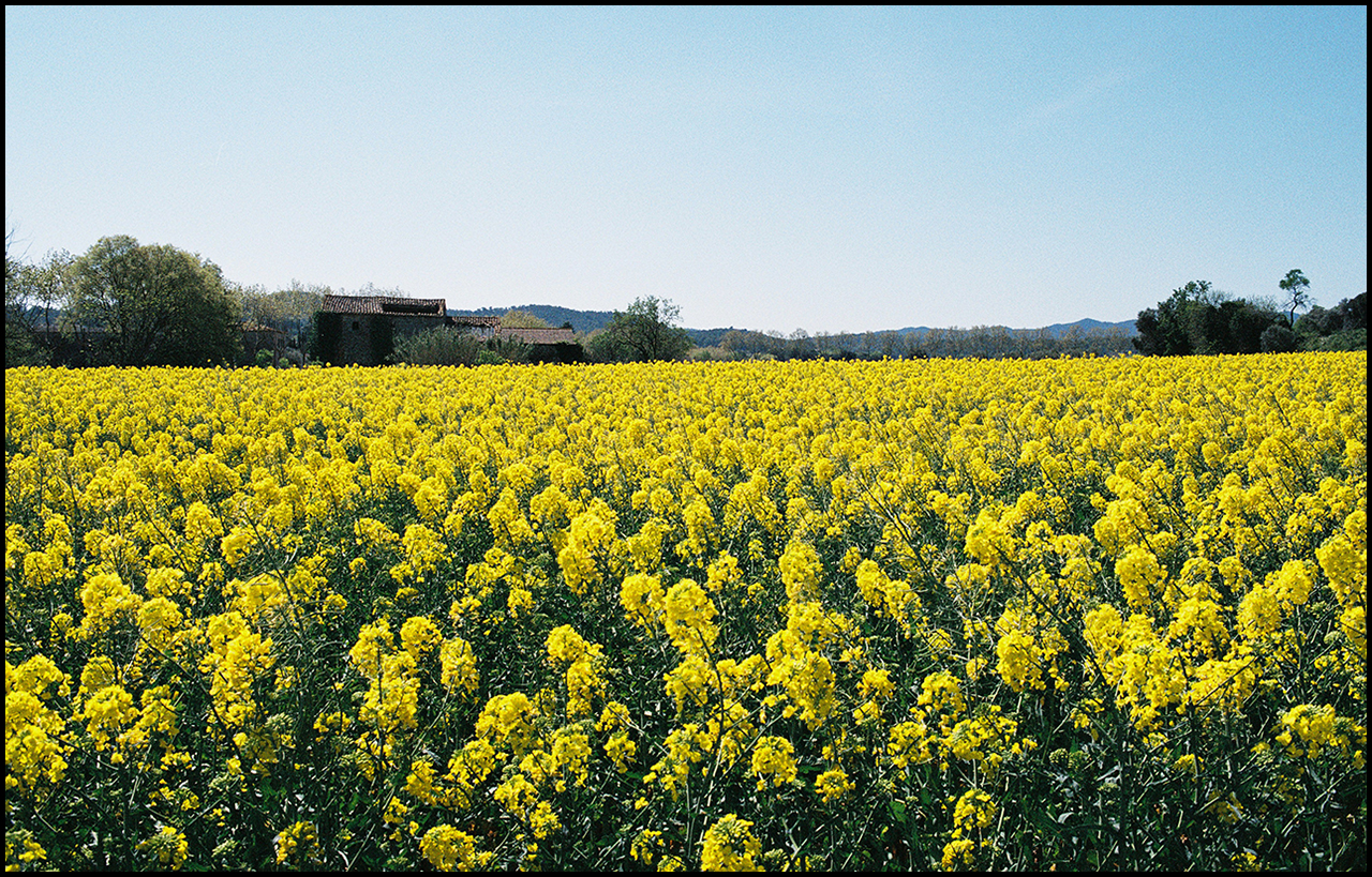 Contax T3 Colza